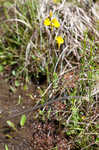 Horned bladderwort